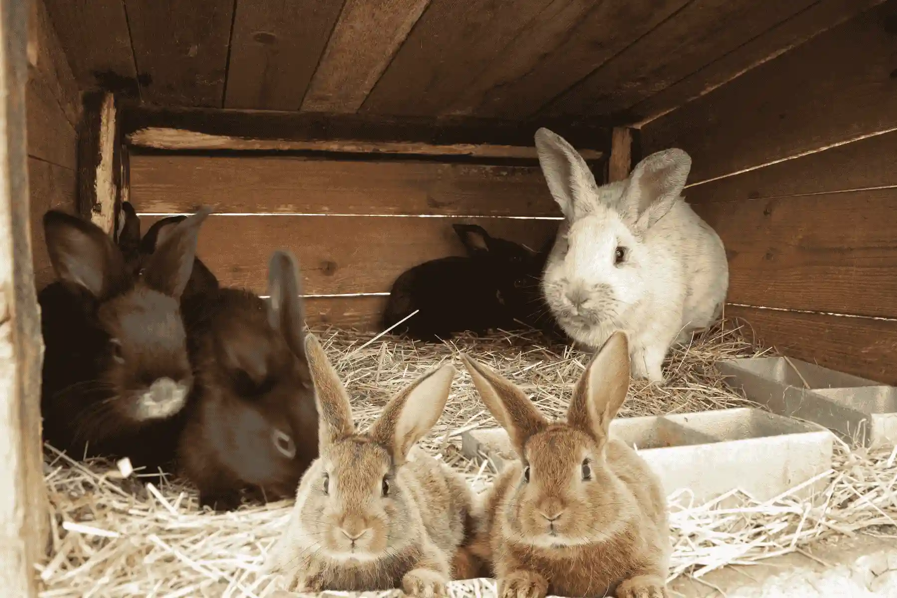 科学养殖方案 - 疾病防控与营养调控技术 | 无抗养殖·中药·益生菌
