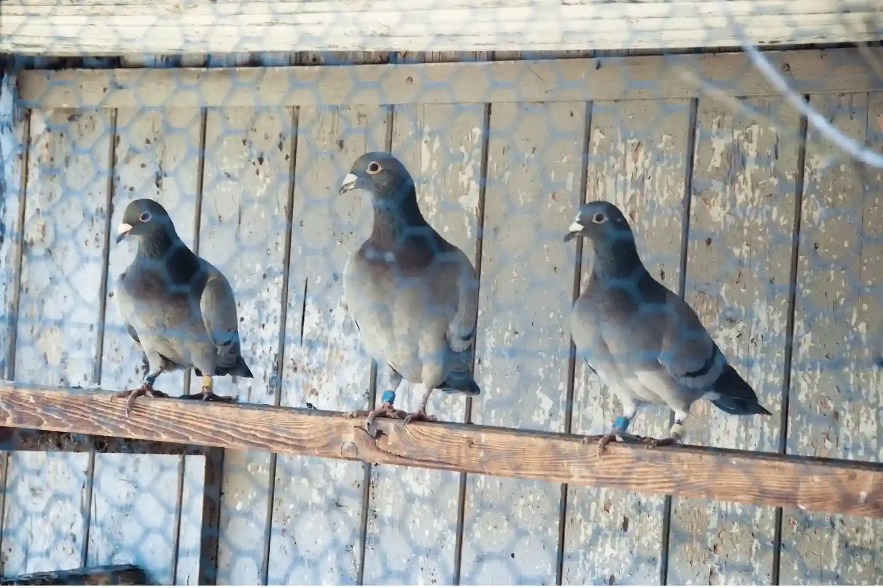 科学养殖方案 - 疾病防控与营养调控技术 | 无抗养殖·中药·益生菌
