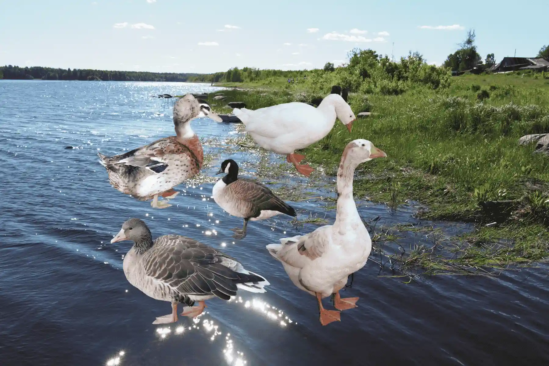 科学养殖方案 - 疾病防控与营养调控技术 | 无抗养殖·中药·益生菌
