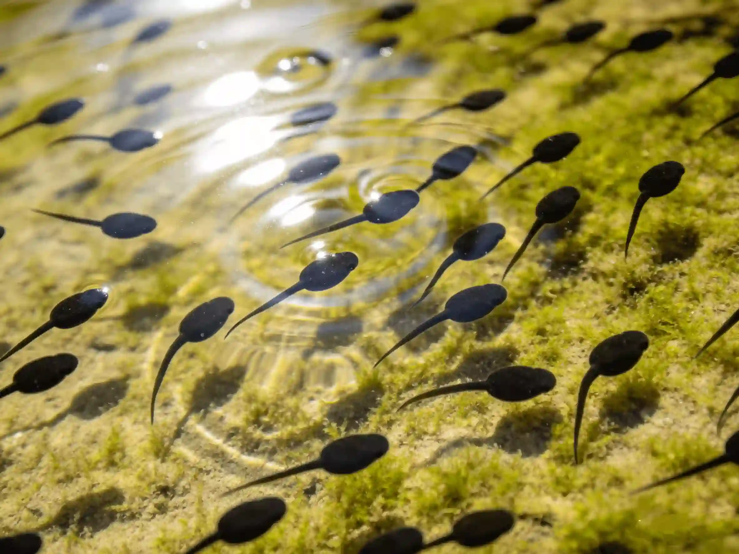 科学管理蝌蚪期，是牛蛙养殖成功的第一步-科学养殖经验