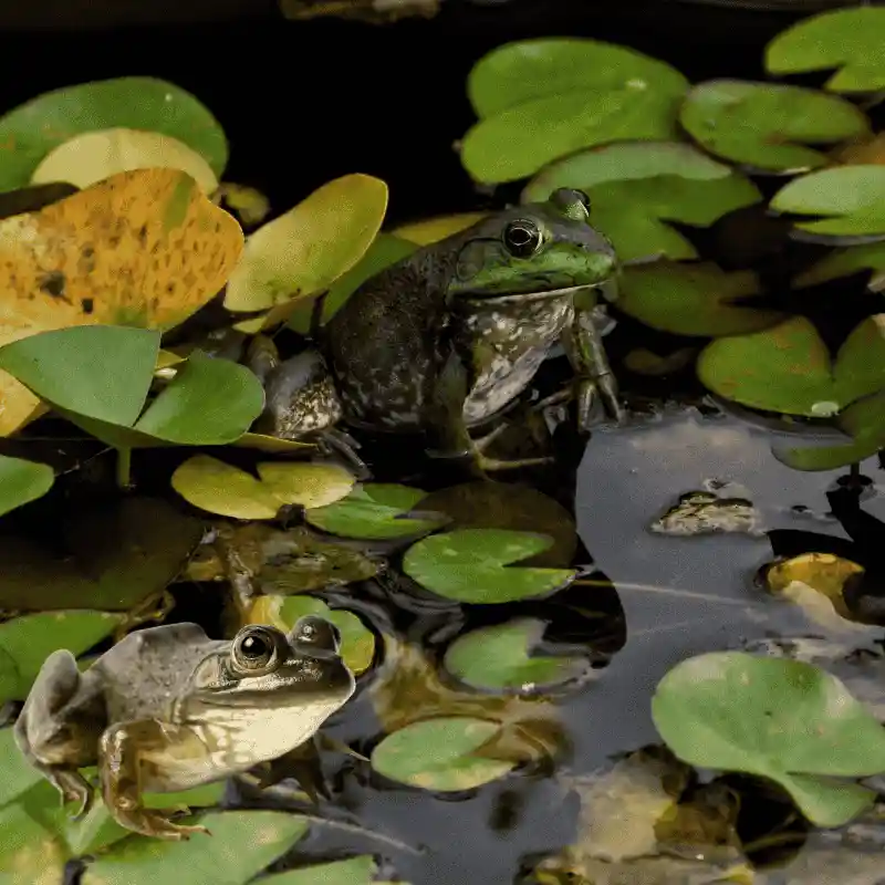 科学养殖方案 - 疾病防控与营养调控技术 | 无抗养殖·中药·益生菌
